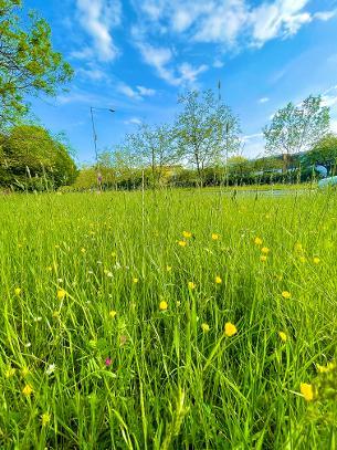 Decorative image showing relaxation of grass cutting along Uppermayne 