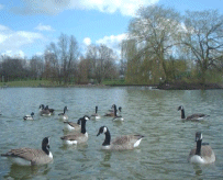 Ducks at Gloucester Park