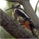 Woodpecker