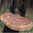 Images - Razor Strop Fungus