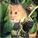 Dormouse