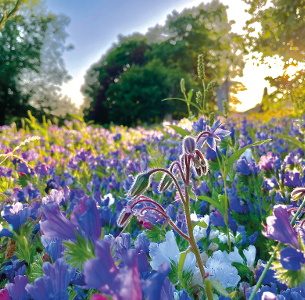 Wildflowers Decorative image showing Wildflowers