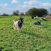 goats at wat tyler heights