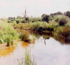 Noak Bridge Nature Reserve