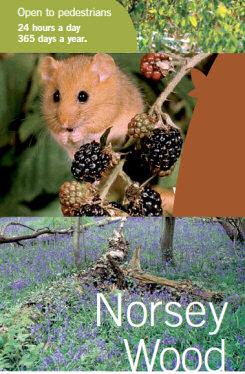 Image promoting Norsey Wood Local Nature Reserve